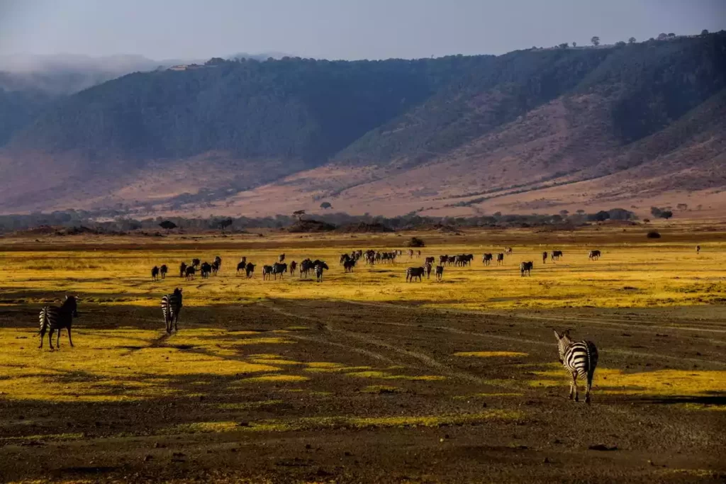 A group of zebras grazing on the lush grasslands of Ngorongoro Crater.