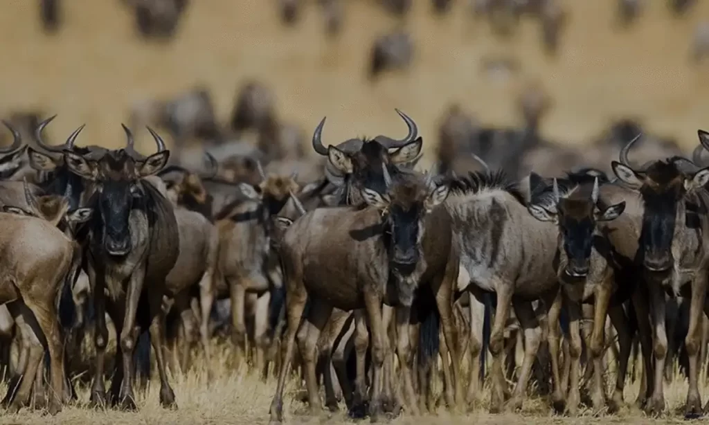 Serengeti National Park: A vast migration of wildebeests in the Serengeti, crossing the plains during the Great Migration.