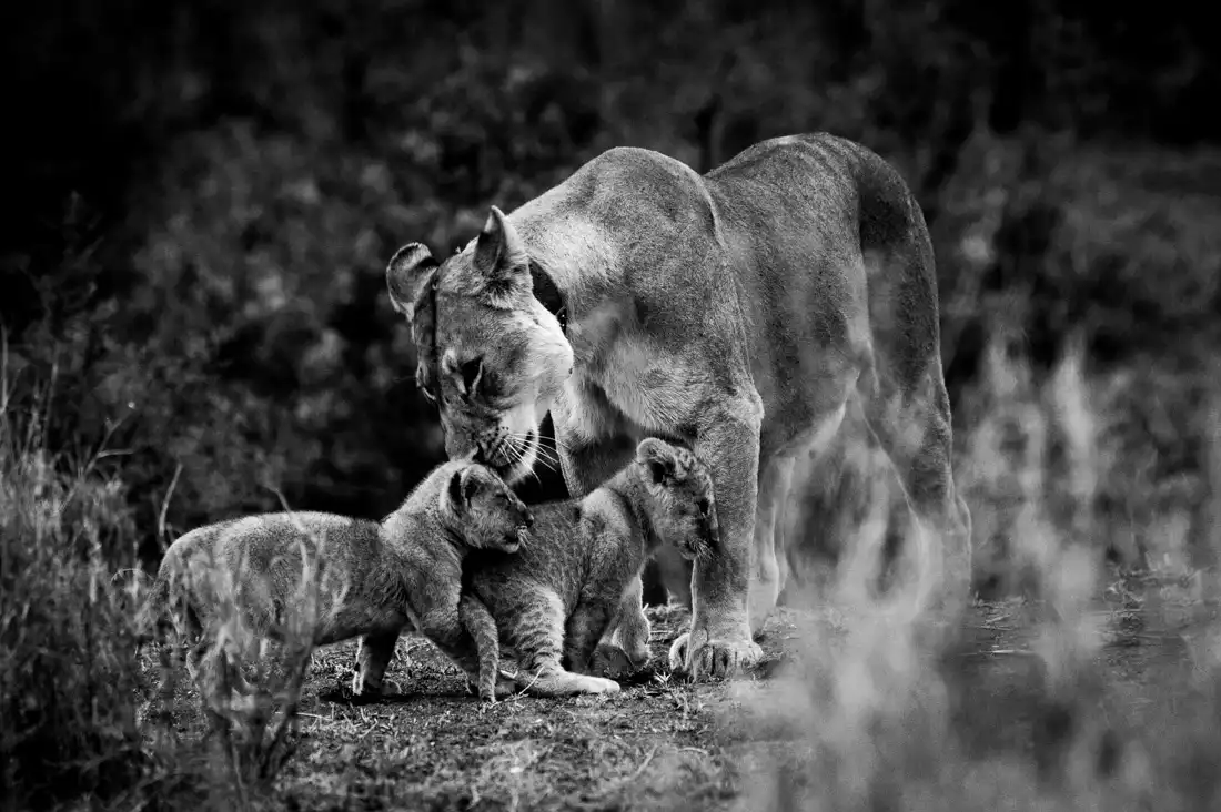 Explore Tanzania's Untamed Wonders: Unveiling Tanzania Safari Packages for Every Adventurer