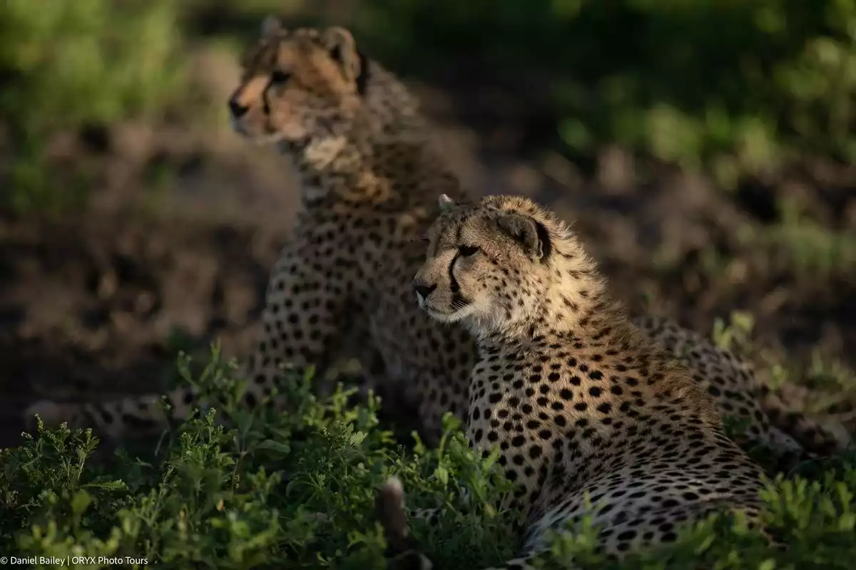 Two leopards in Serengeti National Park, showcasing wildlife during a 4-Day Tanzania Nature Safari