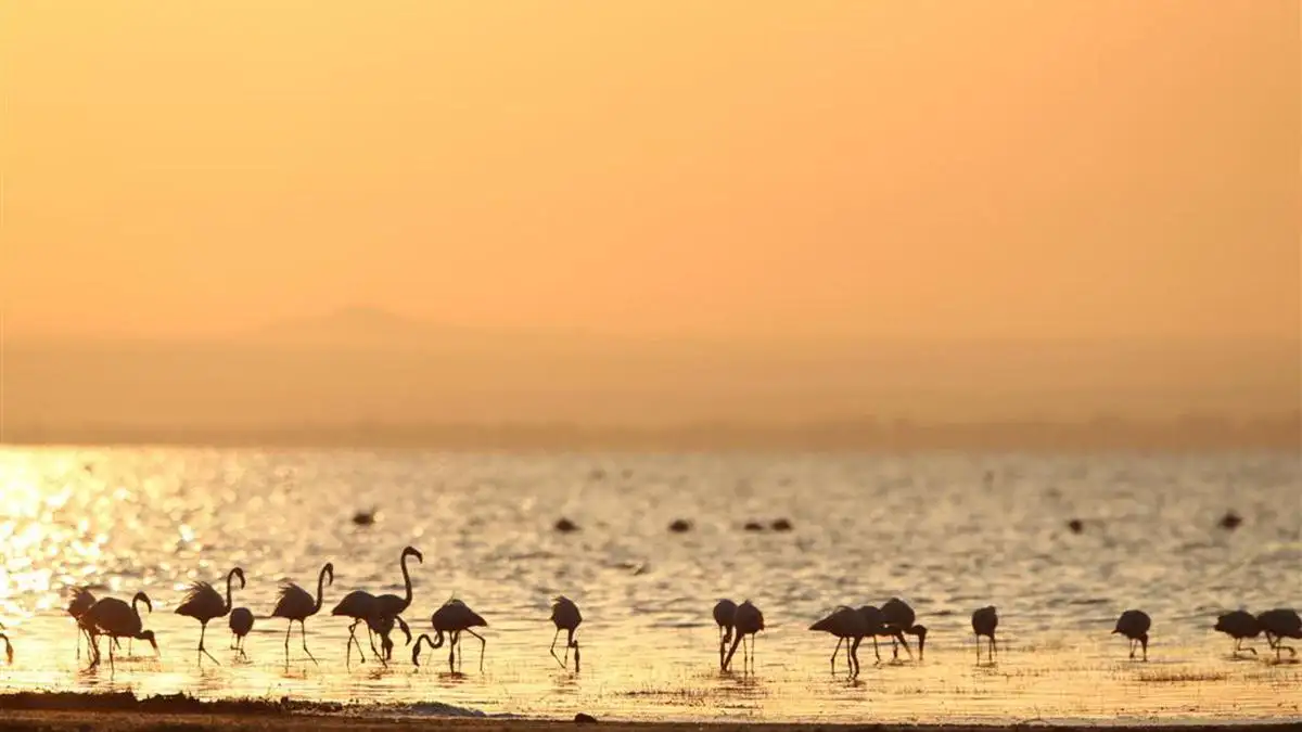 When to Go to Lake Manyara National Park: Dry Season Flamingos