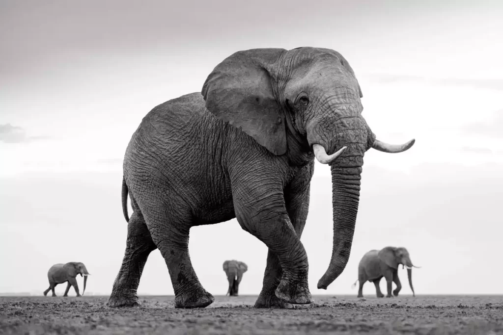 Legendary Encounters: Tanzania Big Five Safari Expedition