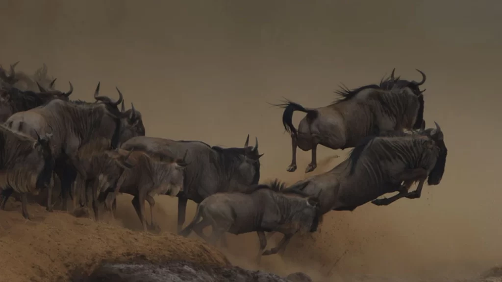 A mesmerizing view of the Tanzania Great Migration in the Serengeti.