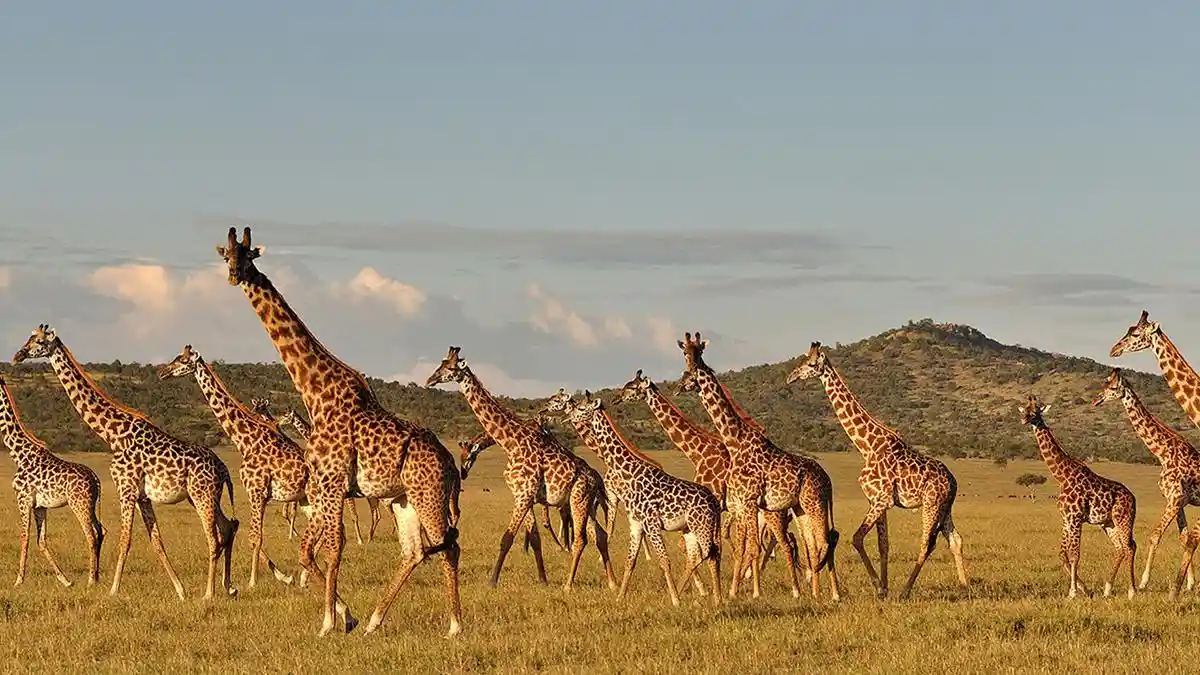 When to Go to Lake Manyara National Park: Graceful Giraffes in Season
