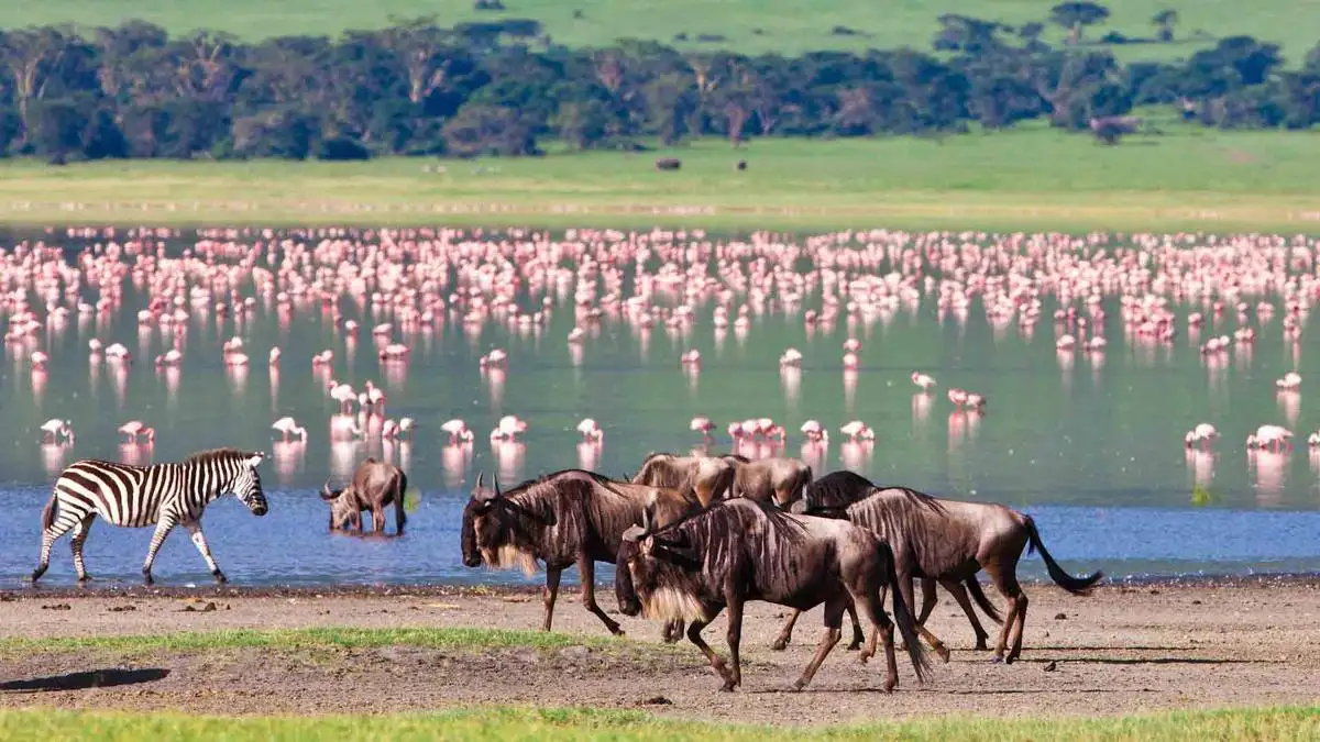 When to Go to Lake Manyara National Park: Zebras and Wildebeests Await