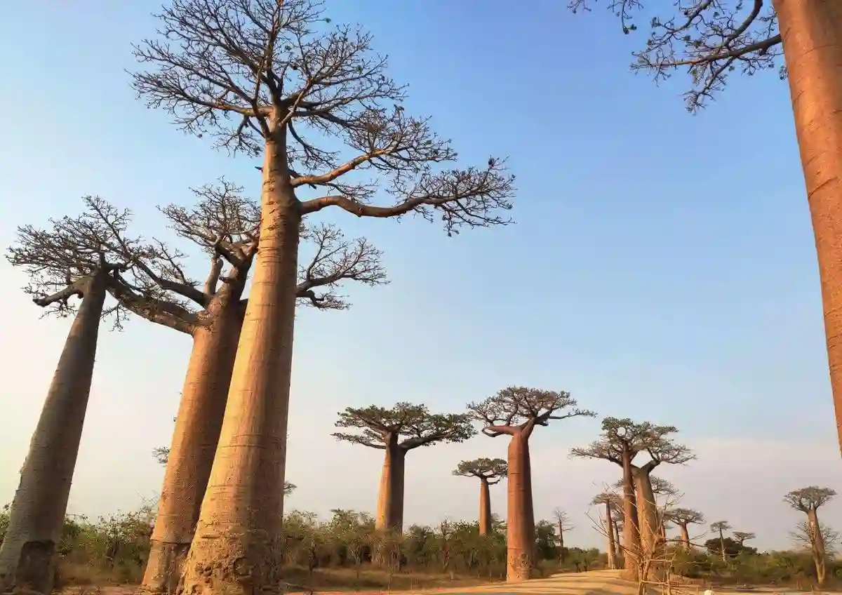 1-Day Trip to Tarangire National Park