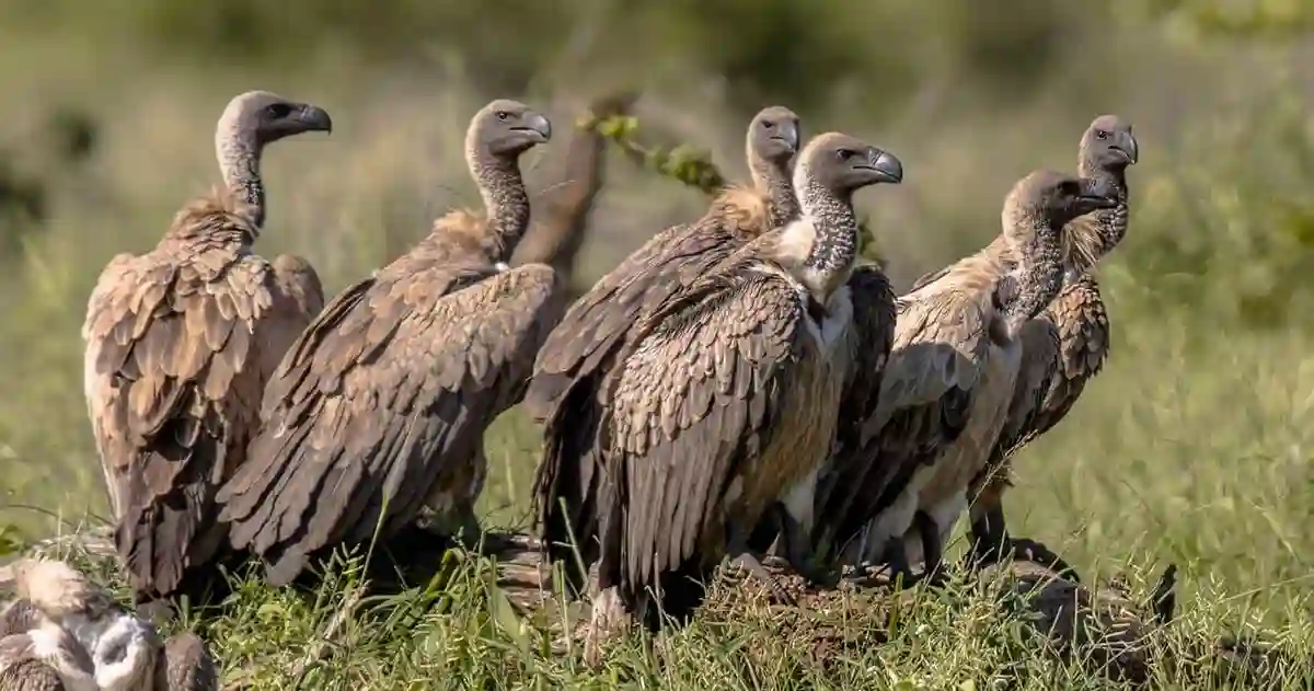 Why Go Serengeti National Park Discover The Wild s Beauty