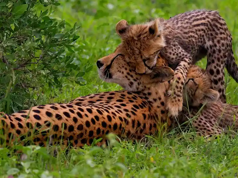 Serengeti National Park - Cheetah and Cubs