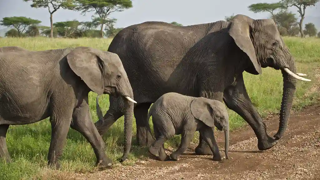 When to Go Serengeti National Park, Elephant Crossing