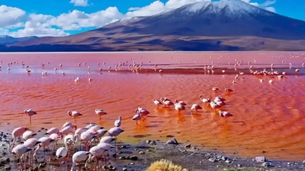 Flocks of Flamingos in the Red Waters of Lake Natron, Arusha, Tanzania