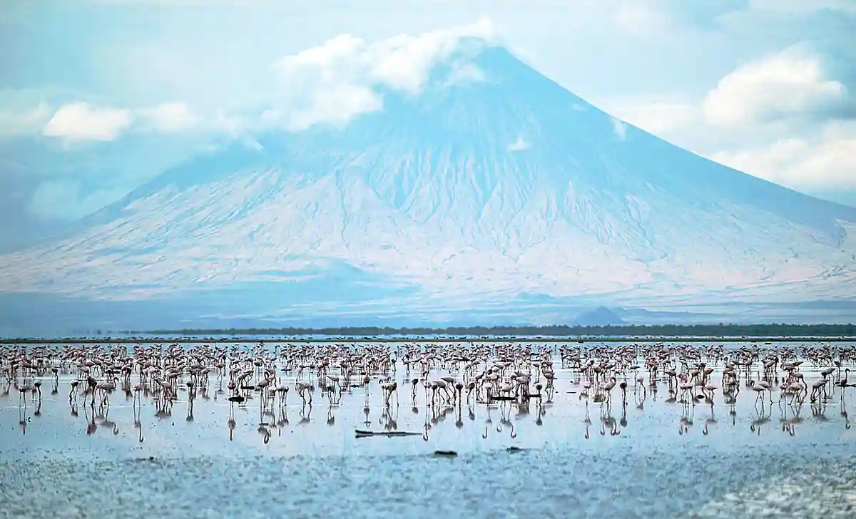 Flamingos in Lake Natron during Rainy Season