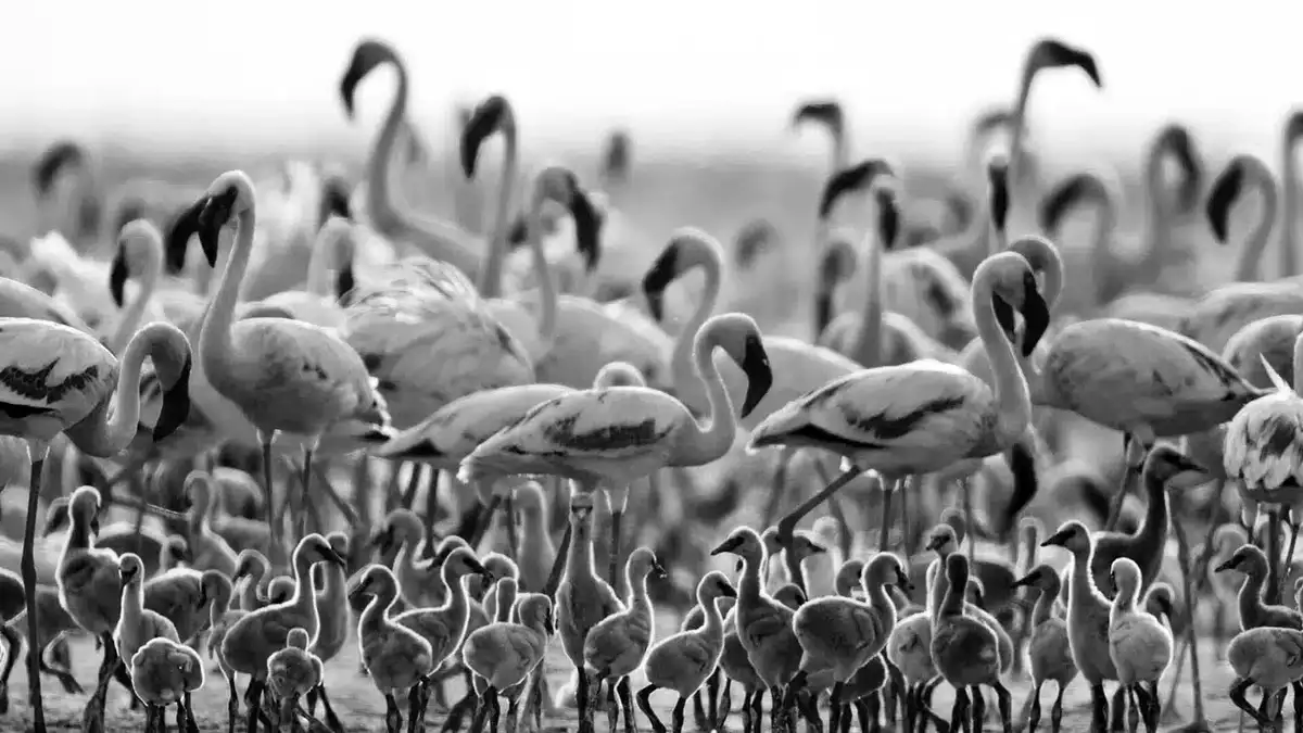 White Flamingos of Lake Natron