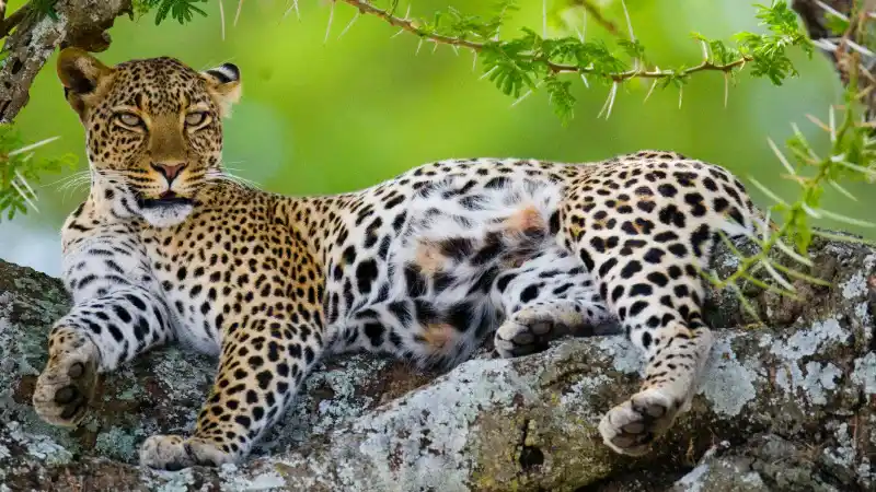 Serengeti Leopard Lounging in Tree