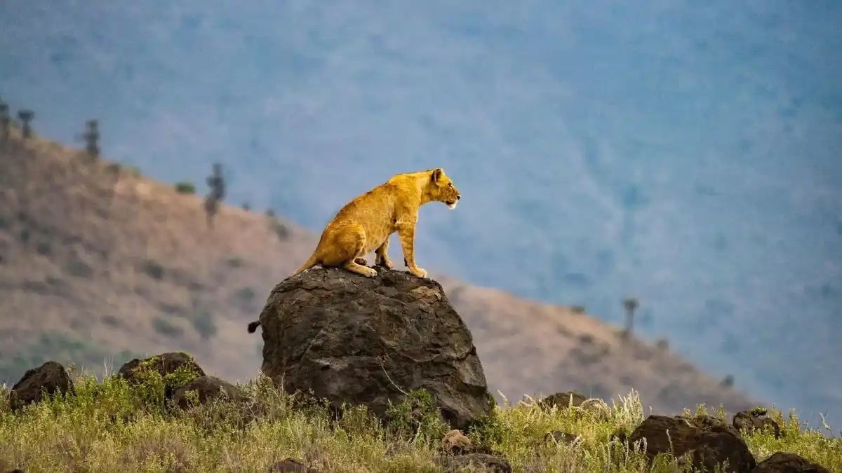 Lioness on Stone Hunting for Meat Close-Up