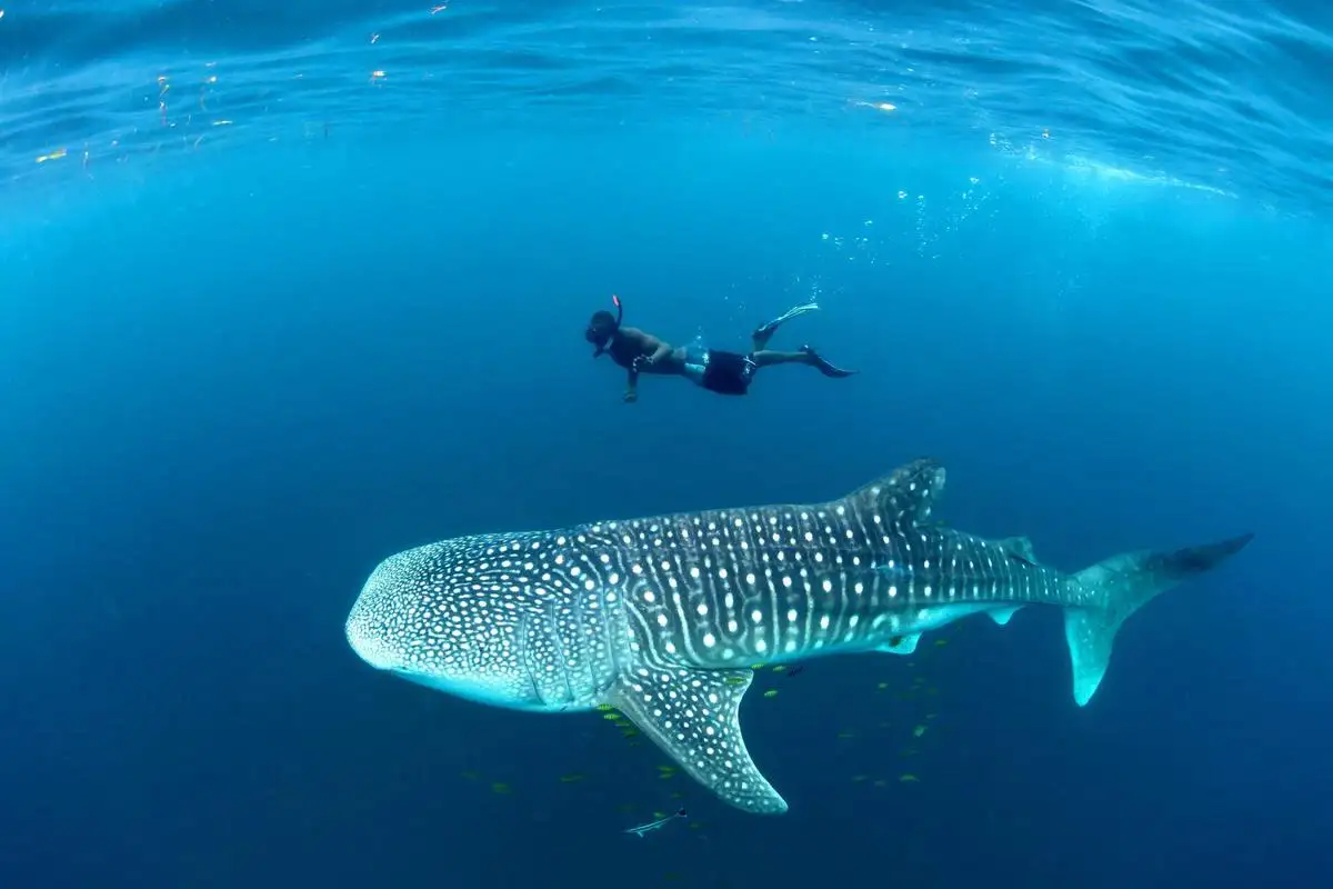 Thrilling Encounter - Diver and Giant Sharks near Mafia Island