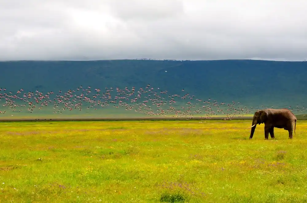 Elephant and Flamingos at Ngorongoro Crater