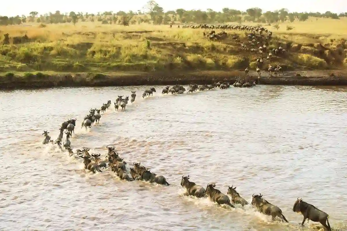 Safari Game Drive - Wildebeest Crossing the Mara River