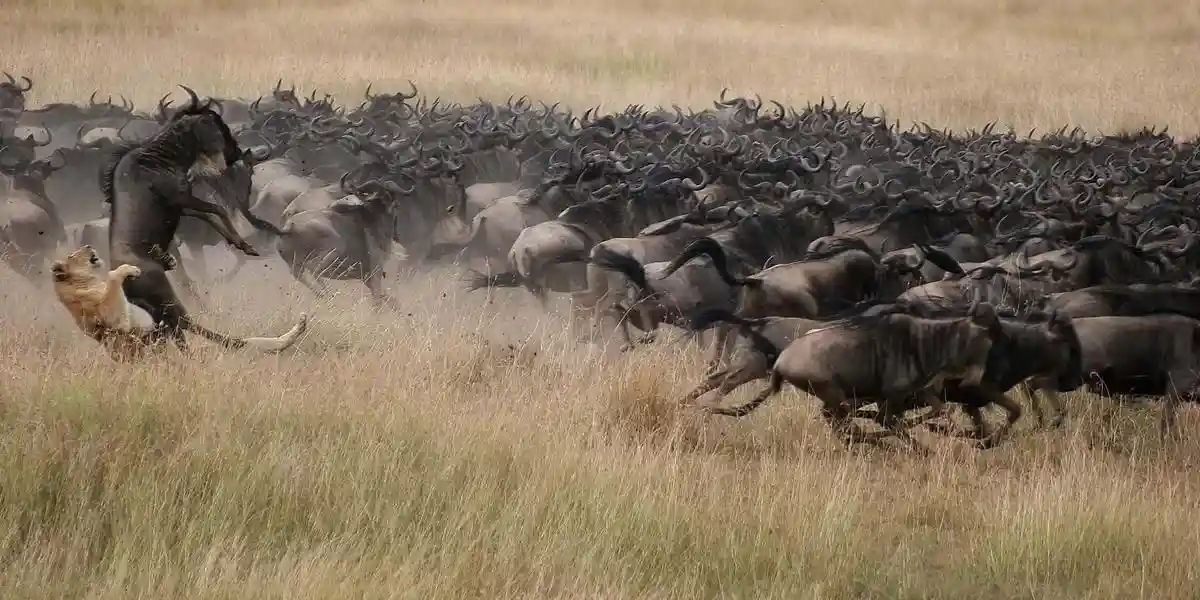 Lion Hunting Wildebeest in Serengeti Ecosystem