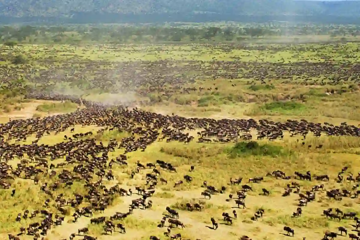 Spectacular Serengeti Wildebeest Migration