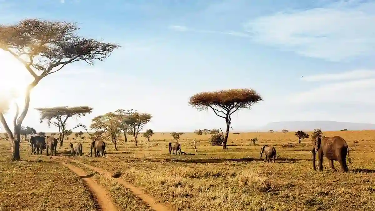 Serengeti National Park - Serengeti Landscape - Elephant