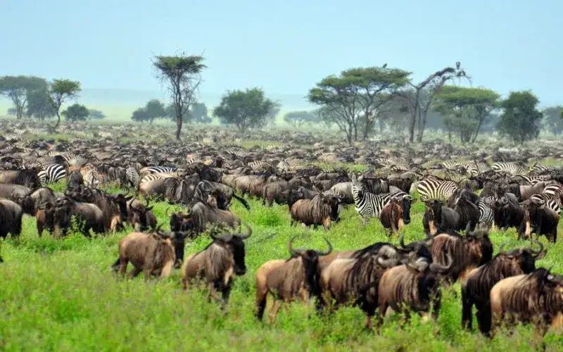 Serengeti National Park - Wildebeest and Zebras Migration