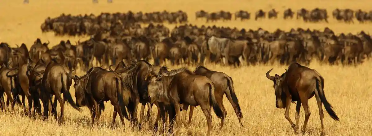 Serengeti National Park