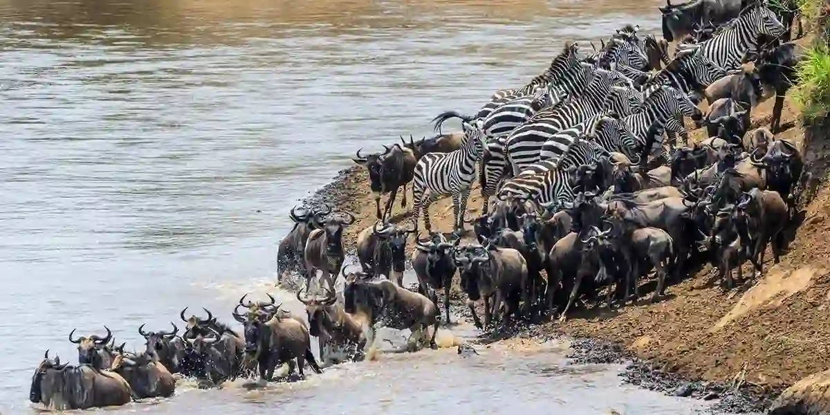 Serengeti National Park Migration - Wildebeests and Zebras