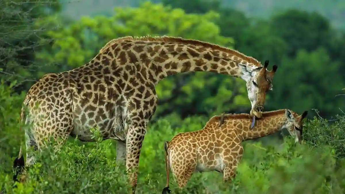 Graceful Giraffes at Arusha National Park on Tanzania Day Trip