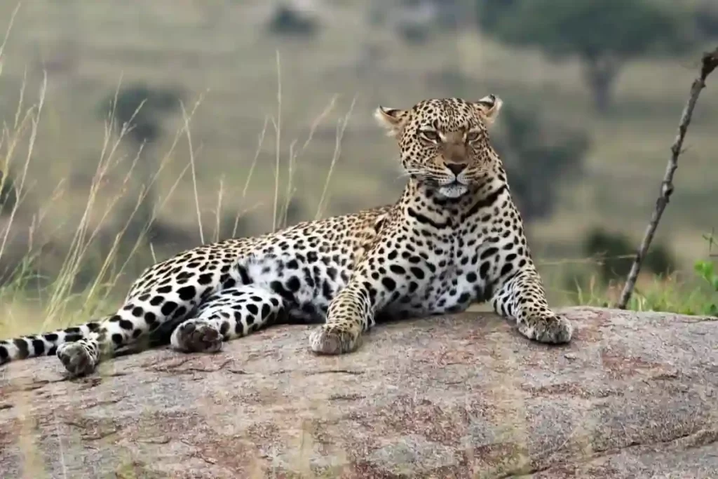Majestic Encounter: African Safaris - Lion in Tanzania's Wilderness Graceful Cheetah in Serengeti National Park - Tanzania Safari Experiences