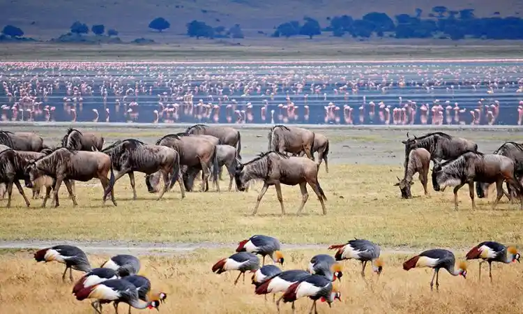 Wildebeest and Flamingos in Ngorongoro Crater
