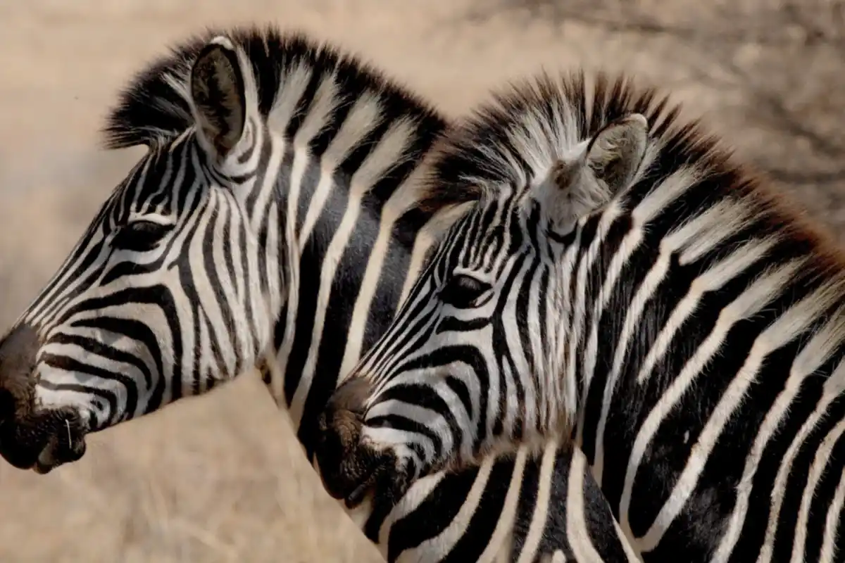 3-Day Tanzania Safari Cost - Zebras in Tarangire National Park