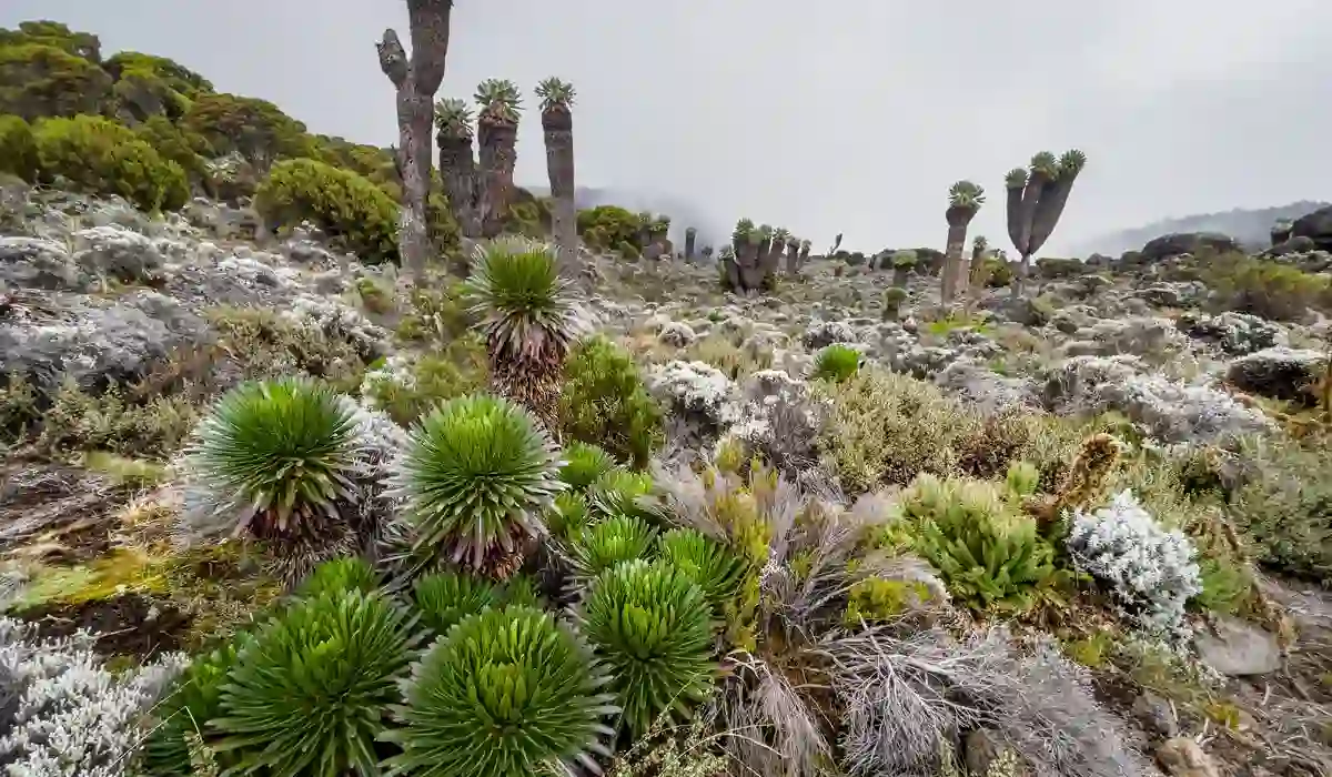 When To Go Kilimanjaro: Exploring Kilimanjaro National Park's Unique Flora