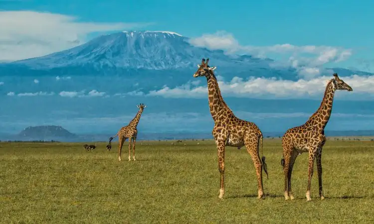 When To Go Kilimanjaro: Spotting Ostrich and Elephants at Kilimanjaro National Park