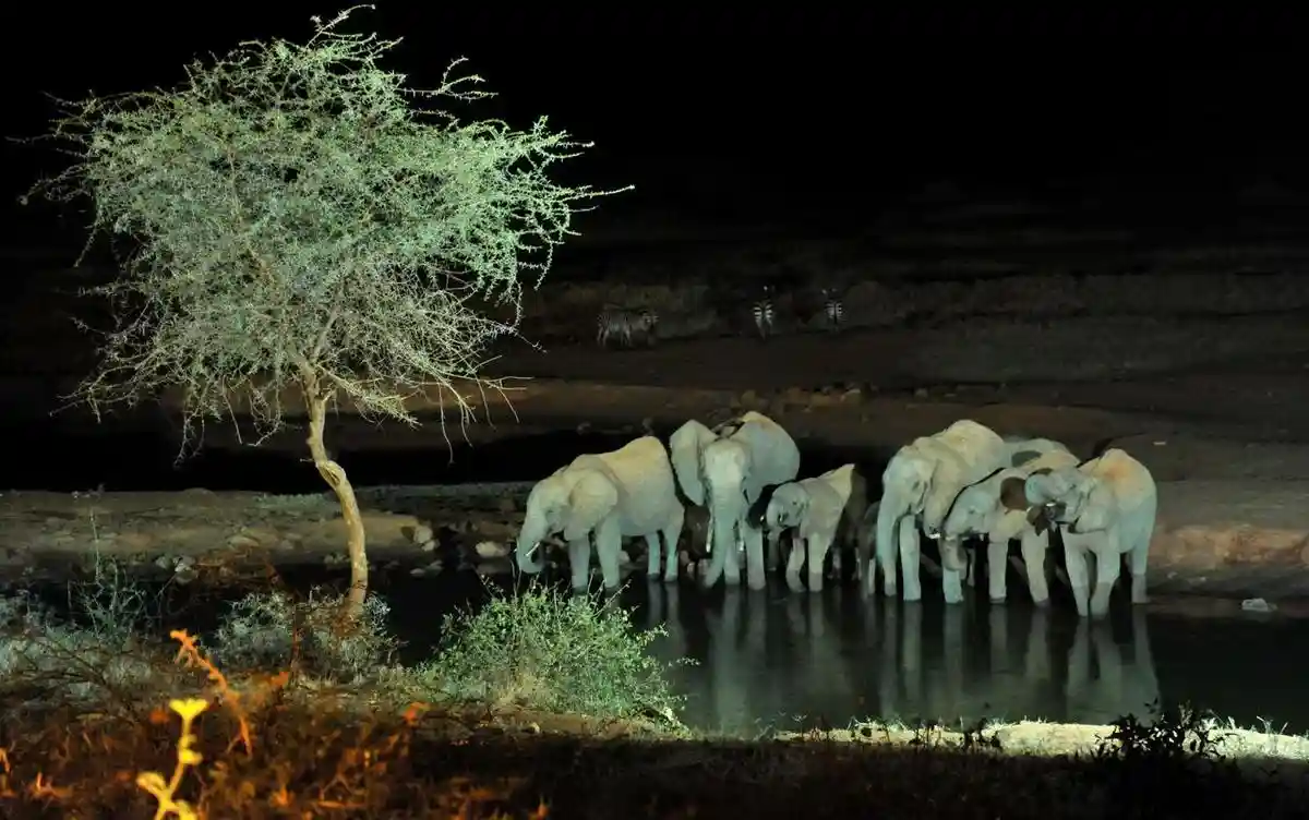Tanzania Safari Tours - Night Game Drive