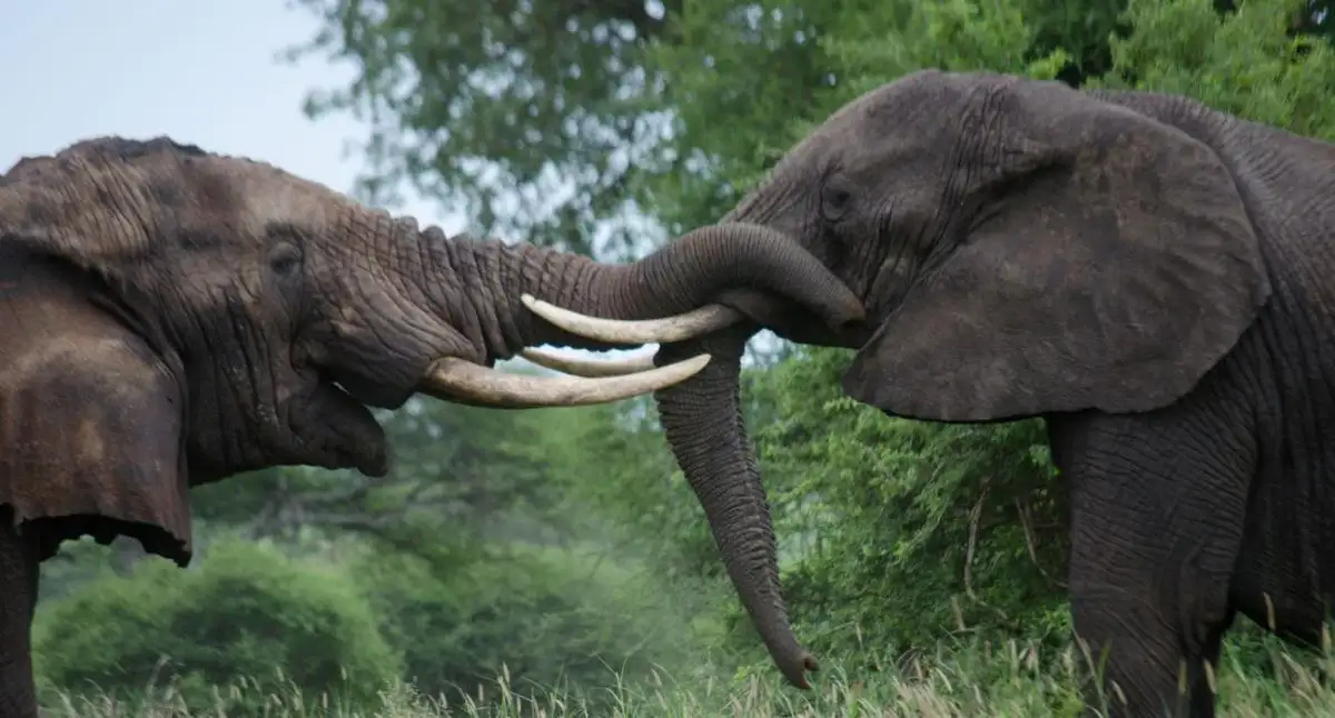 Tanzania Serengeti Safari - Serene Elephant Moment