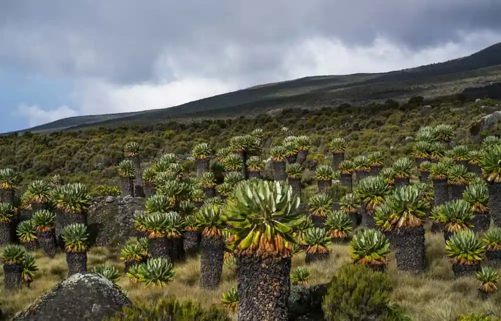 When To Go Kilimanjaro: Exploring Flora and Fauna, Trees on Mount Kilimanjaro