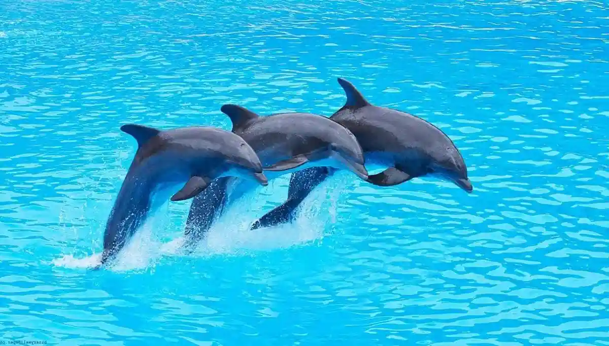 Zanzibar Dolphin Watching - Unforgettable Tours and Safari Experience