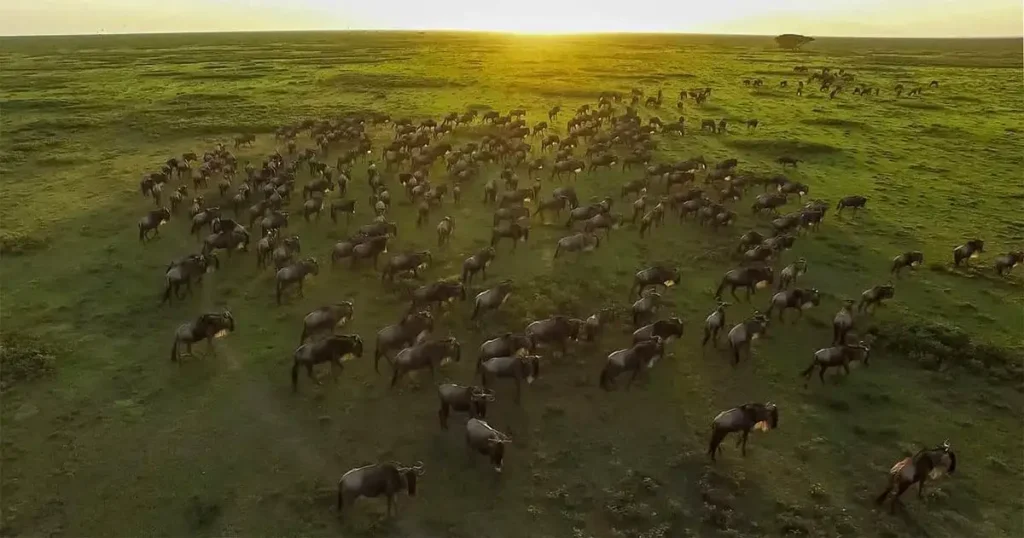 A breathtaking image showcasing the Serengeti Great Migration, accompanied by 15 interesting facts about Serengeti Great Migration.