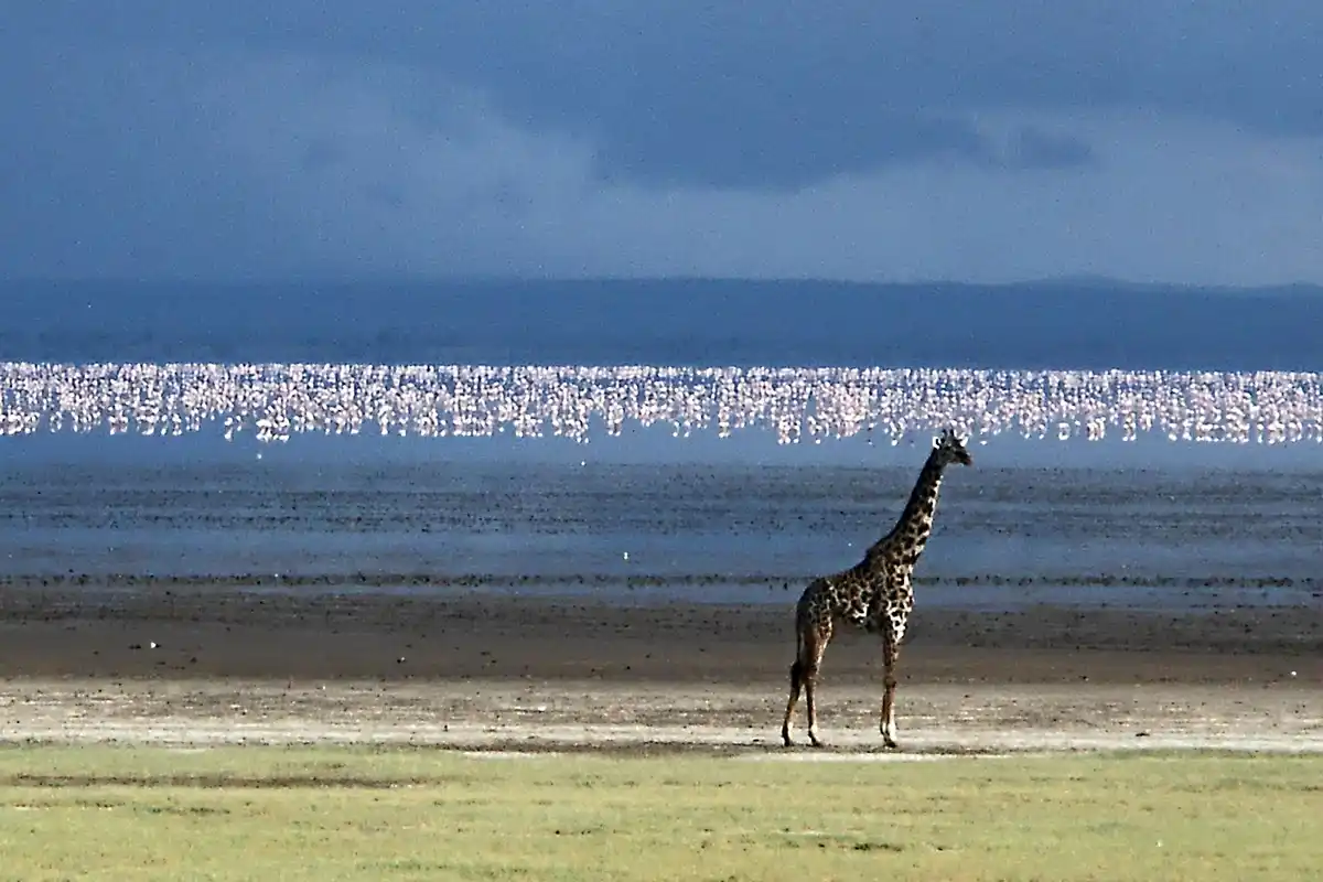 Best Time to Visit Tanzania: Majestic giraffe and vibrant flamingos in the Ngorongoro Crater landscape
