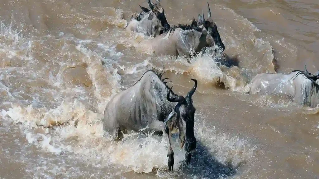 Witness the Serengeti Great Migration: A mesmerizing photo capturing the annual journey of wildebeests across the African savannah, showcasing the untamed beauty of nature in motion.