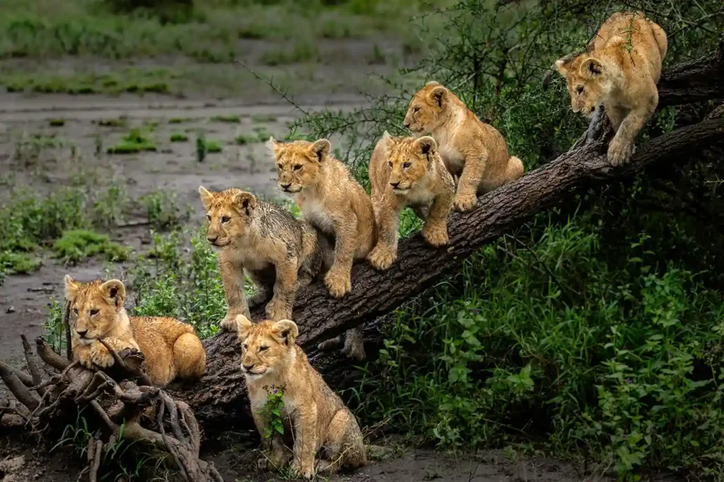 Majestic Encounter: African Safaris - Lion in Tanzania's Wilderness Lioness with five cubs perched on a tree in Lake Manyara National Park, showcasing the best time to visit Tanzania