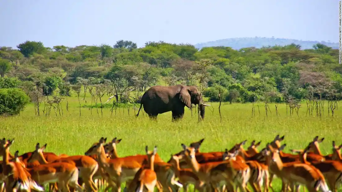 A serene scene with an elephant and impala grazing at Mikumi National Park, representing the best time to visit Mikumi for wildlife enthusiasts.