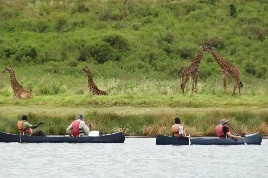 A serene canoeing cruise on Lake Duluti in Arusha National Park Safaris, with giraffes gracefully roaming along the shoreline.