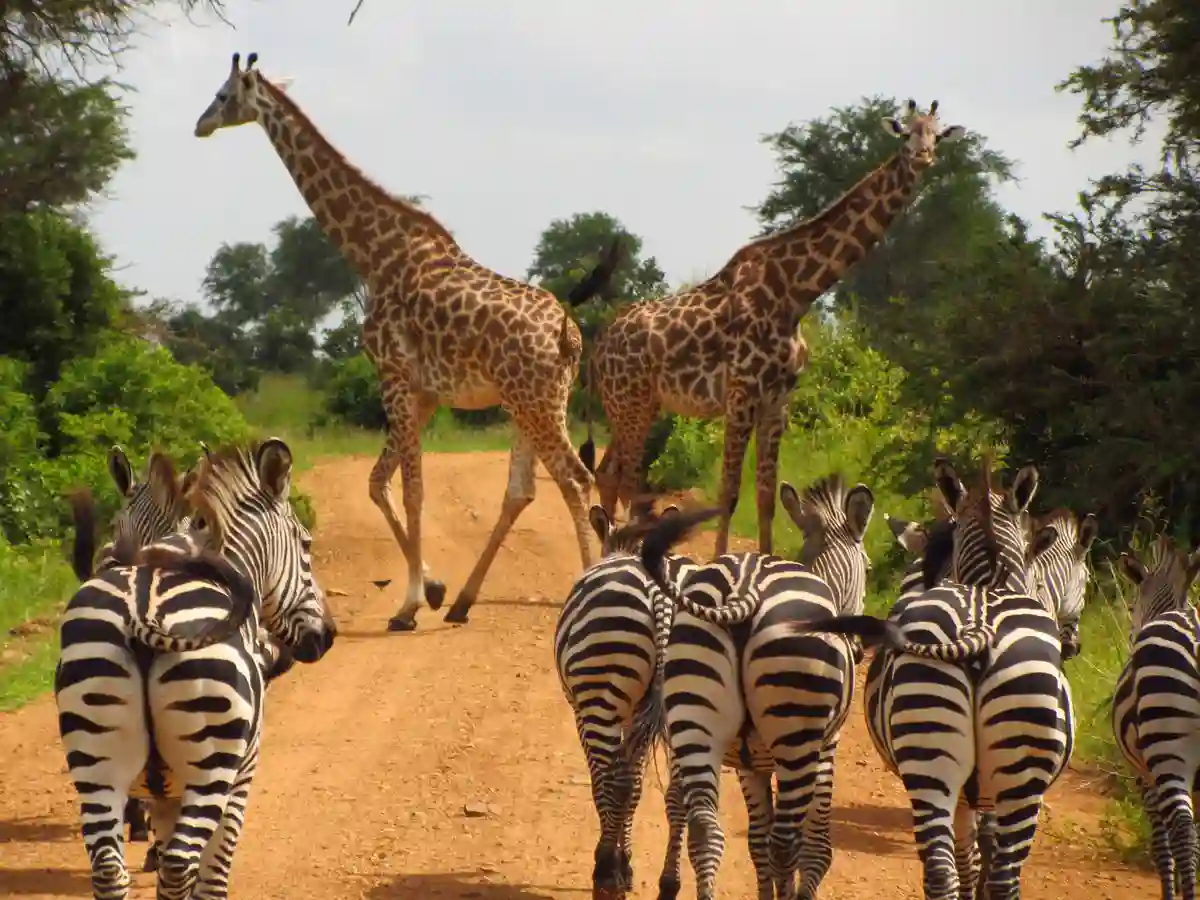 Giraffes feeding in Mikumi – When to Go to Mikumi National Park wildlife experience
