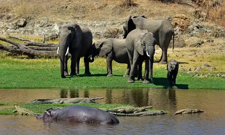Safari Excursions: Elephants at the Great Ruaha River, Crocodile and Hippo