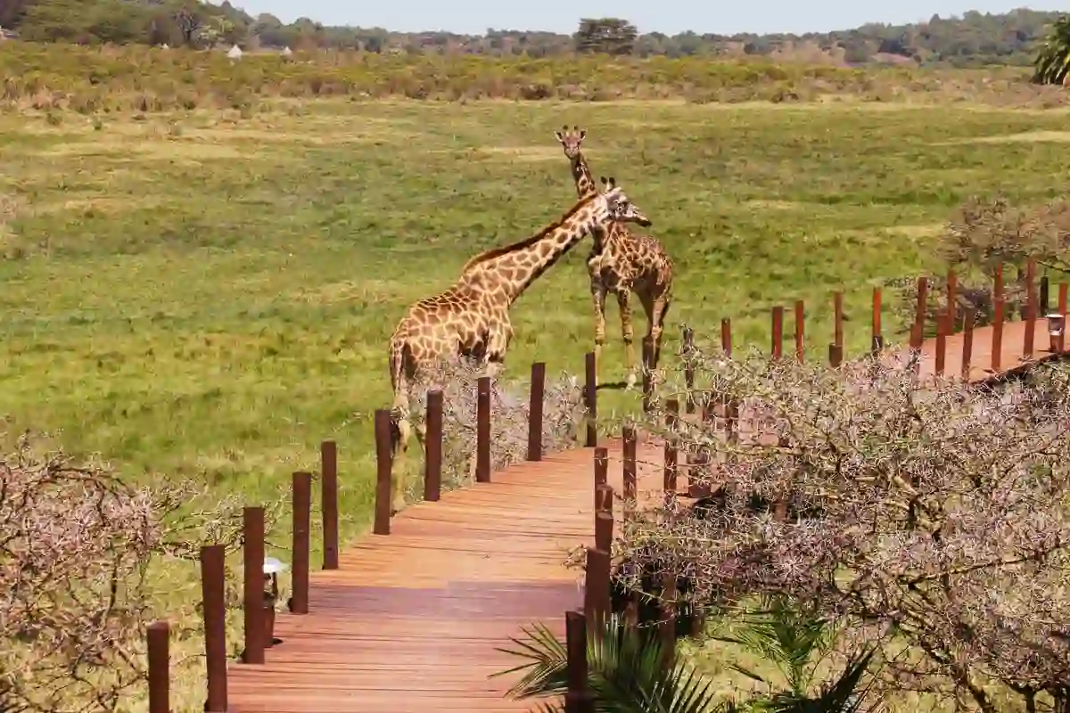 Giraffes grazing near Hatari Lodge, the best time for Safari Arusha National Park