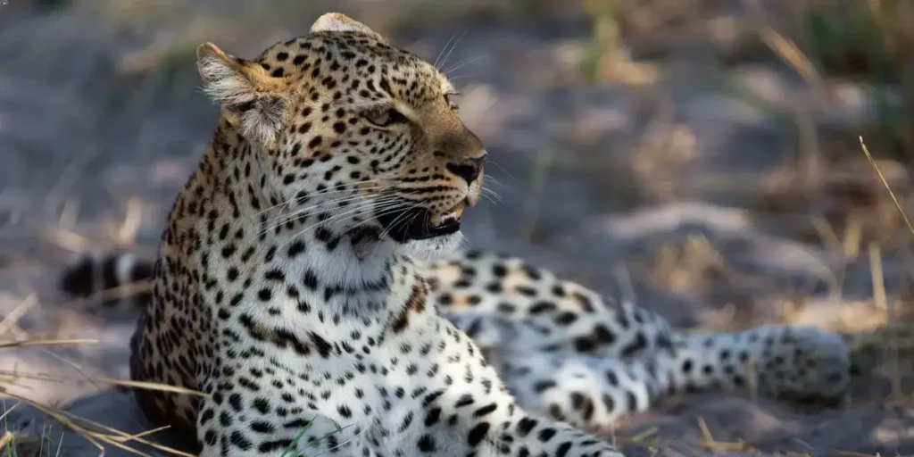 "Leopards at Selous Game Reserve, showcasing the richness of Tanzania Wildlife
