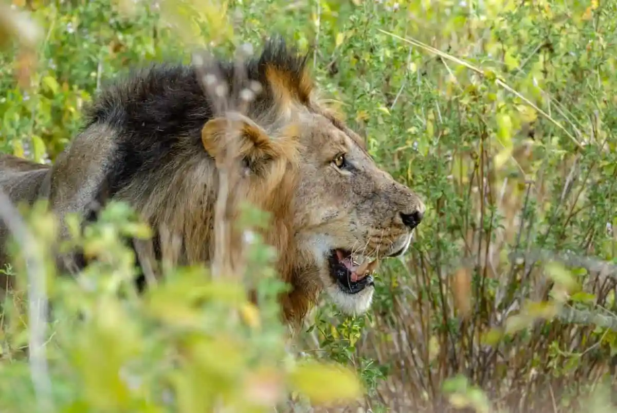 A lion hunts amidst the vast landscape of Mikumi National Park, showcasing the breathtaking beauty of wildlife on Mikumi wildlife tours.