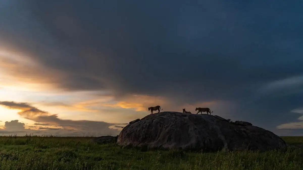 Majestic lioness at the top of the stop, Tanzania, captured during Photography Tours Lodging.