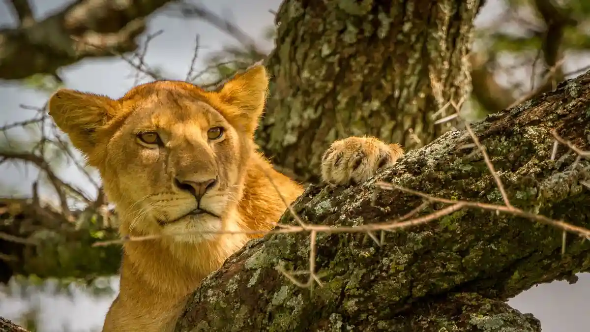 A majestic lioness on wildlife tours in Arusha National Safari Tours.